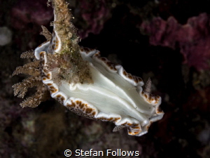 Go home Nudi ... your drunk ... ! Nudibranch - Chromodori... by Stefan Follows 
